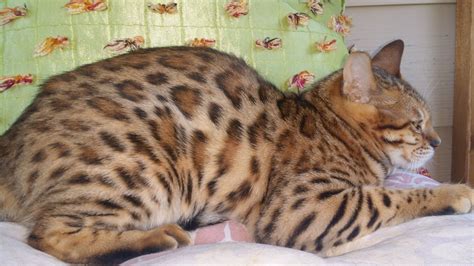 Nice Rosettes On This Bengal Kitten Raised At In