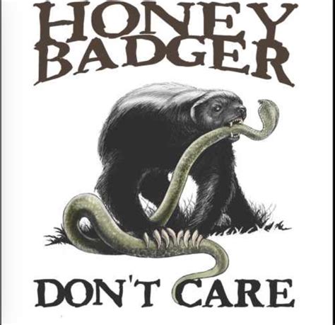Honey Badger Dont Care Honey Badger Photo 38506719 Fanpop