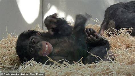 Nature Bisexual Female Bonobos Make Lengthy Eye Contact During Sex To