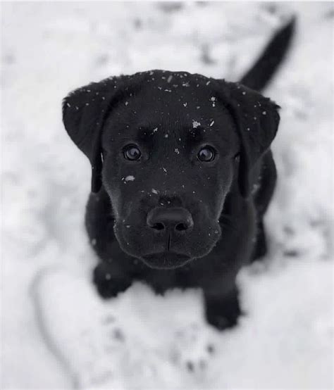 Cutest Snow Doggo Aww