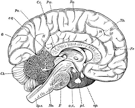 Human Brain Pons