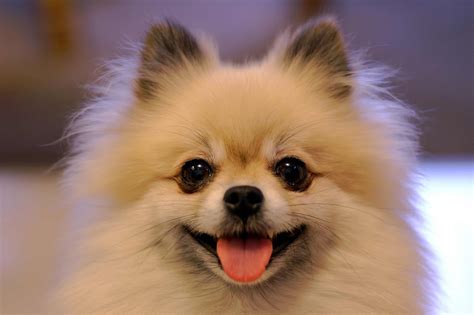 Pomeranian Dog Breed Information Pictures And More
