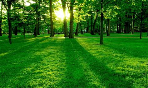The Best Green Nature Images High Resolution References