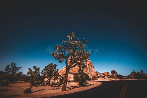 Beautiful View Of A Joshua Tree National Park Under The Starry Night