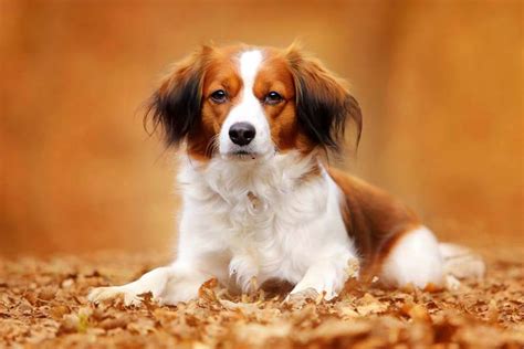 Het is een vrolijk en pittig hondje, attent en intelligent, dat in. Nederlandse Kooikerhondje Mix Dog Facts, Puppies and Price ...