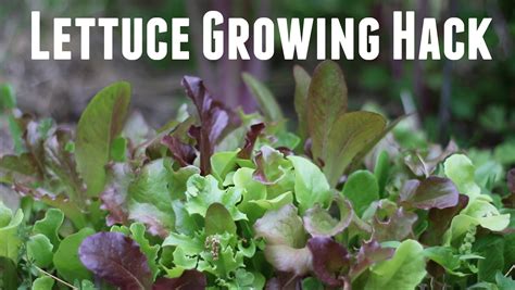 How To Grow Lettuce For Massive Yields