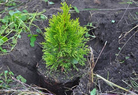 Planting Cypress Thuja With Roots Thuja Occidentalis Golden Brabant