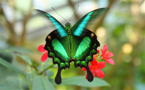 Blok888 Top 10 Most Beautiful Butterflies In The World