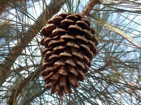 Loblolly Pine Cone Photo By Alan Wiltsie Hair Styles Pine Cones