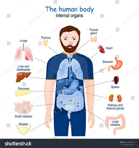 cuerpo humano órganos internos diagrama Afiche vector de stock