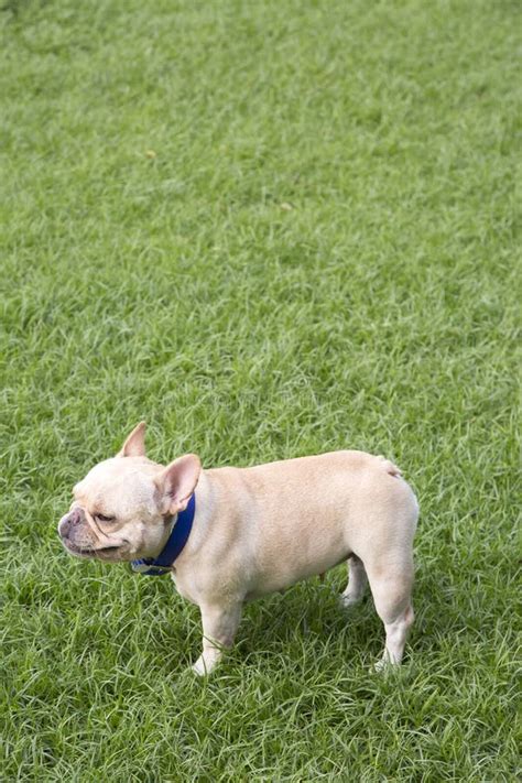 French Bulldog Playing In Grass Field Stock Photo Image Of Looking