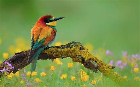 Bee Eater Full Hd Wallpaper And Background Image 1920x1200 Id291807