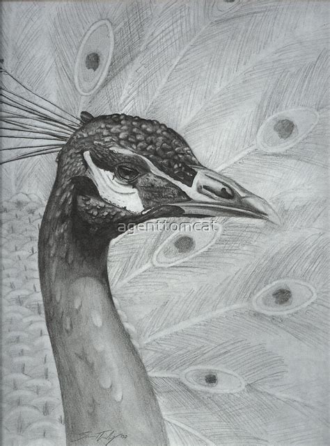 See more ideas about embroidery patterns, peacock art, peacock. "A peacock in pencil" by agenttomcat | Redbubble