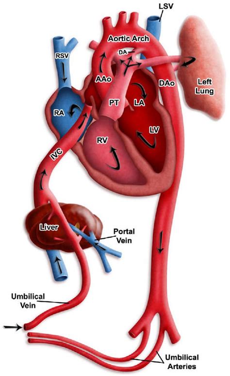 Meaning of deoxygenated blood medical term. A diagram displaying the blood flow in the heart of a late ...