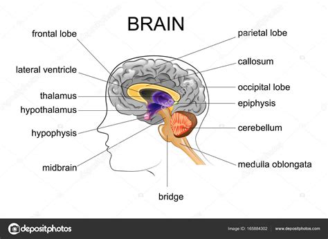 Anatomie Des Menschlichen Gehirns Vektorgrafik Lizenzfreie Grafiken