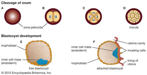 Blastocyst Definition Early Development And Facts Britannica