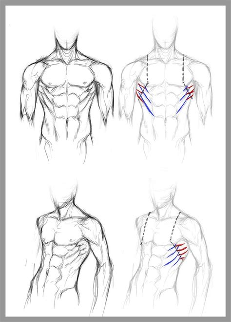 Torso Masculino Anatomy Art Human Anatomy Art Art Reference
