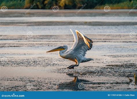 The Great White Pelican Take Off On A Summer Morning In The Danube