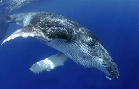 Top 10 Largest Whales In The World Popoptiq