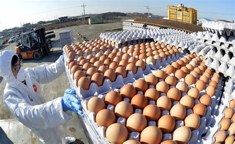 친환경농가서도 살충제 계란 60곳서 무더기 검출 중앙일보