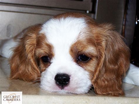 Gallery Of Gillcrest Cavalier King Charles Spaniels Gillcrest Cavaliers
