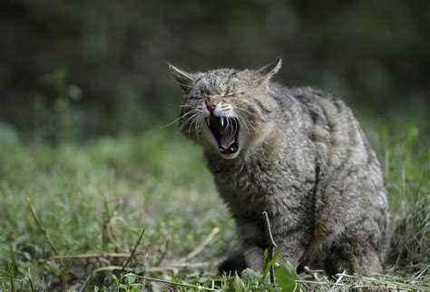 Wallpaper Wildlife Screaming Whiskers Lynx Wild Cat Bobcat