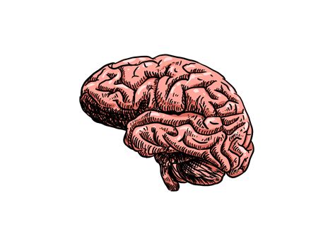 Human Brain Anatomy Model With Drawing Style 28592850 Png