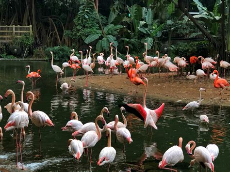 Flock Of Flamingos · Free Stock Photo