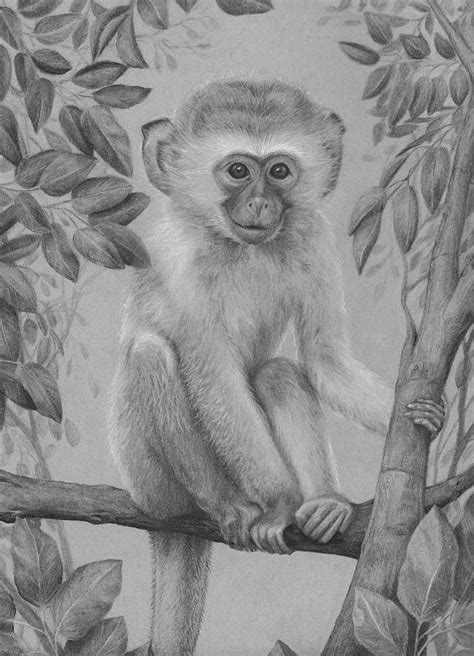 Discover More Than 76 Baby Monkey Sketch Super Hot Ineteachers