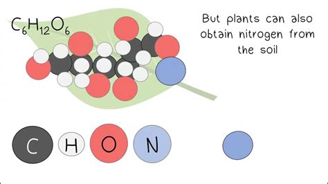 Che Cosa Sono Le Biomolecole - Organic Biomolecules - YouTube