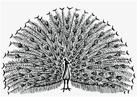 Black And White Clip Art Images Of Peacock Transparent PNG X Free Download On NicePNG
