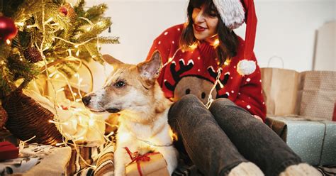 8 Pictures Of Dogs And Christmas Trees To Wish You A Happy Howlidays