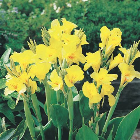 Dwarf Canna Yellow Futurity K Van Bourgondien Wholesale Bulb