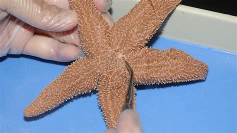 Dissection 101 Detailed Sea Star Dissection Part 1 Of 2 Pbs