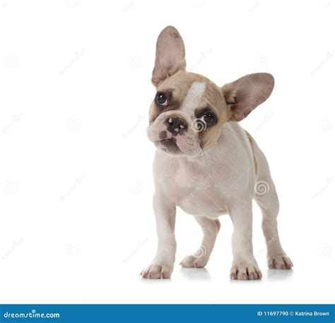Adorable Puppy With Big Ears Standing Up Stock Photo Image Of Cute