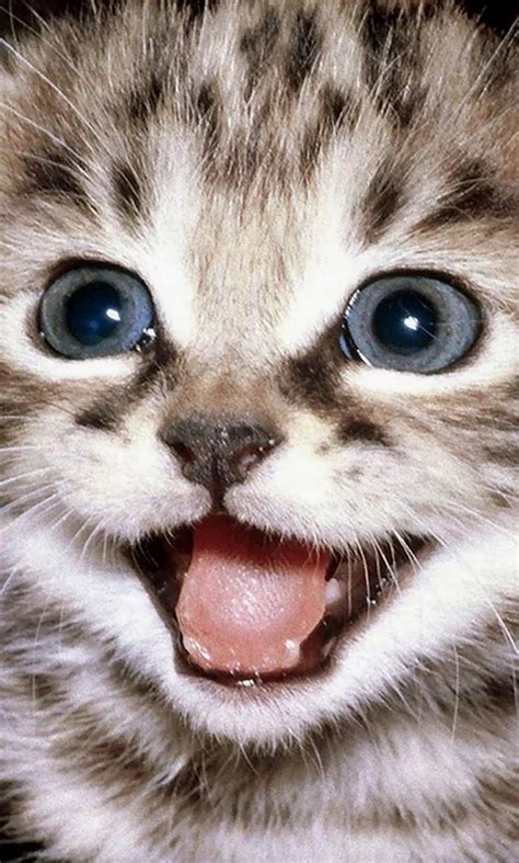 Best 25 Cat Face Ideas On Pinterest Beautiful Cats Cats And Kitty