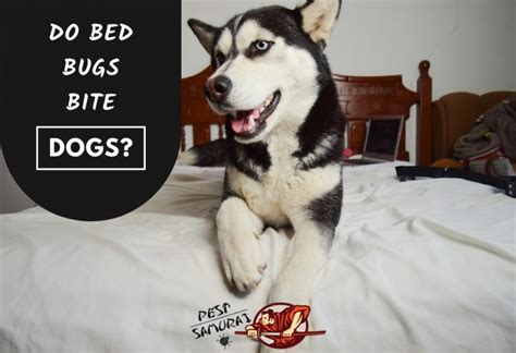 Do Bed Bugs Bite Dogs Understanding The Impact And Prevention Tips