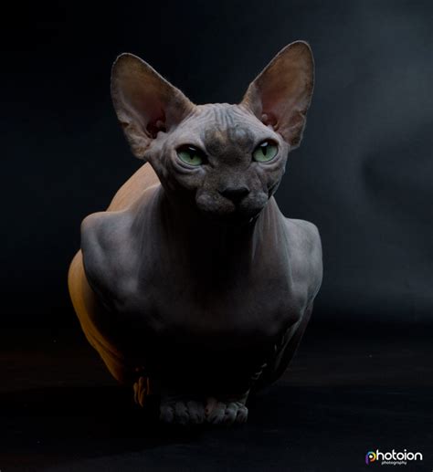 Sphynx Cat Photography By Ion Paciu Photoion Photography School