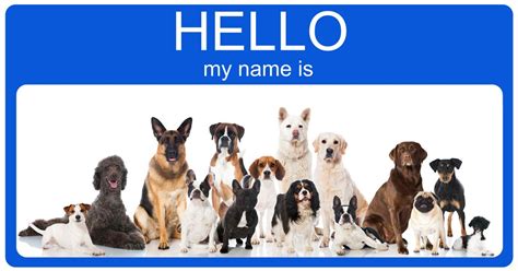 You Might Be Naming Your Dog The Wrong Way Check These 10