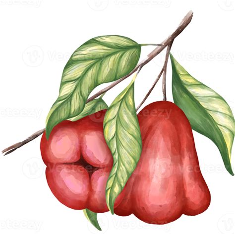 Rose Apple Png 11154760 Png