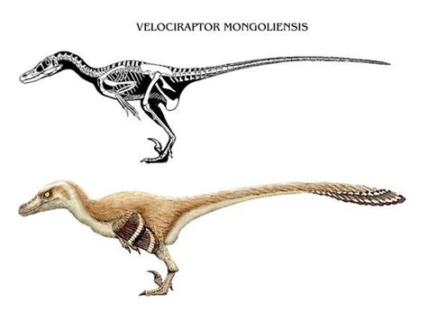 Velociraptor Mongoliensis Anatomy Card A4 Signed Print Etsy