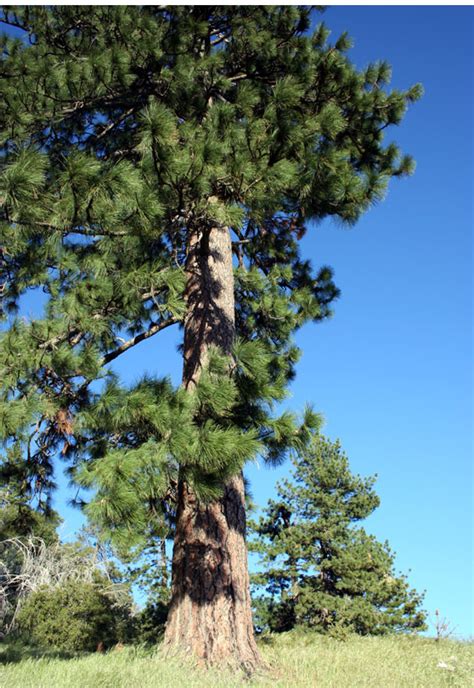 Montana State Tree Ponderosa Pine
