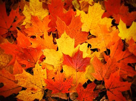 Red Yellow And Orange Fallen Maple Leaves Photograph By Chantal Photopix