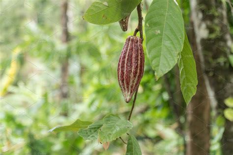 Cocoa bean tree banner collection. Cocoa tree with fruit, Bali Indonesia. ~ Food & Drink ...
