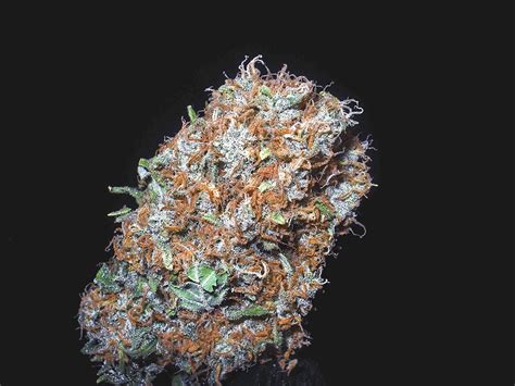 Pure Kush Feminized Seeds For Sale Information And Reviews Herbies