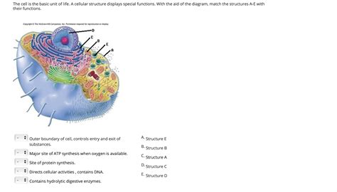 Solved The Cell Is The Basic Unit Of Life A Cellular