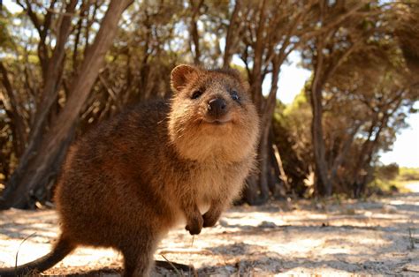 Man meets quokka, quokka won't leave him alone. Quokkas: 20 Pics of the Happiest Animal on the Planet ...