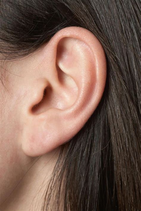 Ears—no Piercing Ear Reference Photo Sculpting Face Parts