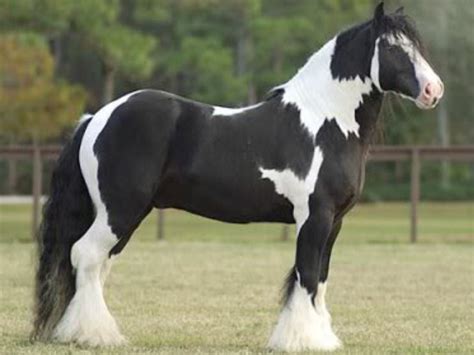 American Spotted Draft Horse Breeds Clydesdale Horses Beautiful Horses