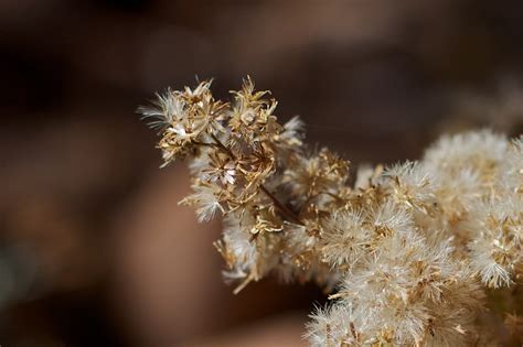무료 이미지 자연 분기 꽃 겨울 사진술 잎 서리 화분 봄 가을 식물학 플로라 시즌 닫다 매크로 사진